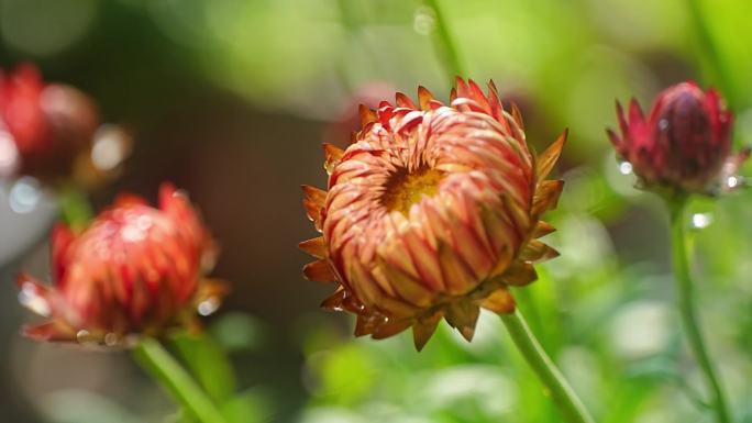 延时拍摄 麦秆菊 蜡菊 菊花 橙色 开花