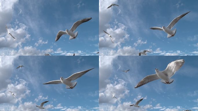 鸟海鸥大海飞鸟飞翔天空蓝天候鸟梦想海鸥鸟