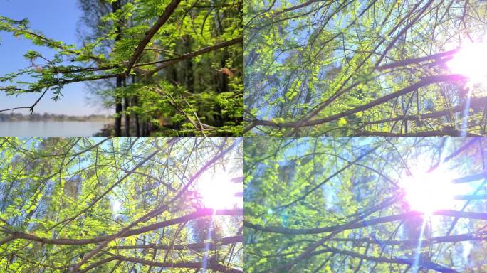 春天水杉树嫩叶逆光4K