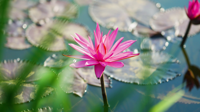 睡莲莲花盛开红睡莲荷花池塘空镜头