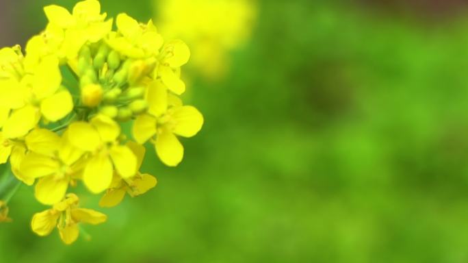 唯美 植物 花园 植被 绿色 大自然