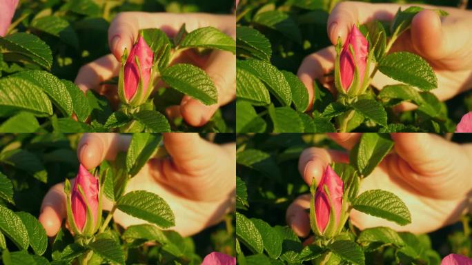 夕阳下，手指触碰玫瑰花蕾，慢动作
