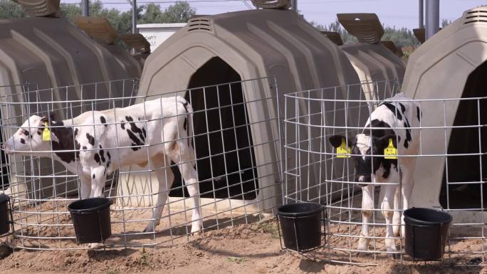 现代化奶牛养殖牧场环境