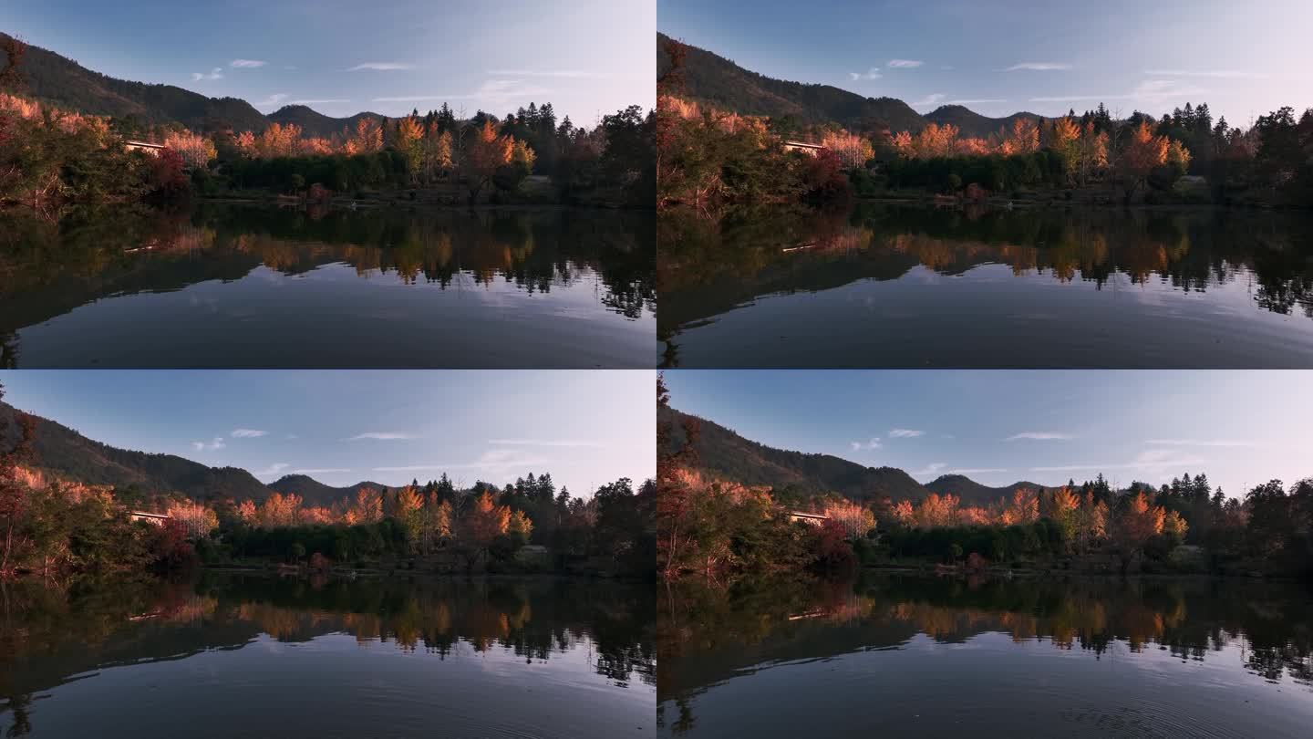 秋天早晨日出时分山边湖旁的银杏树和红枫