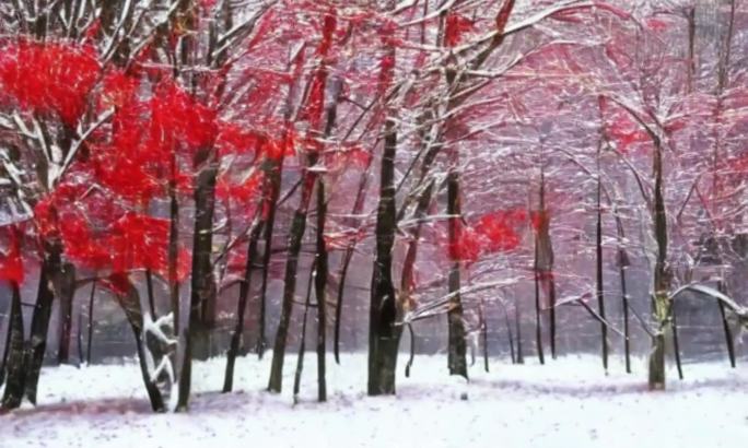 大雪过后，红色枫树叶变成白茫茫一片