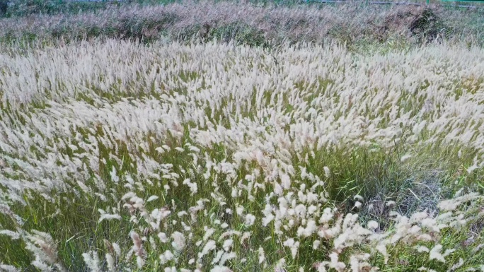 随风飘动的芦苇荡