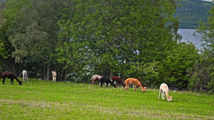 苏格兰羊驼啃草的景象。