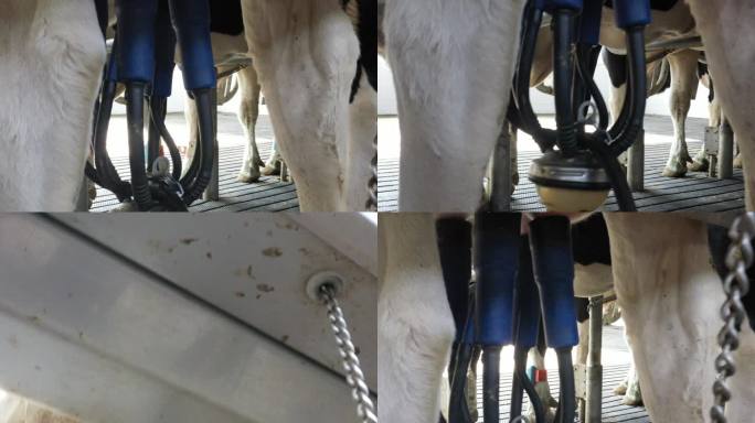 航拍现代化奶牛养殖牧场环境