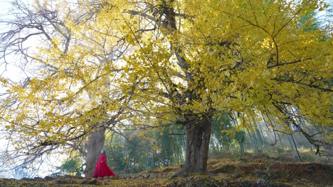 银杏树叶飘落清晨云雾红衣唯美女走过金黄色