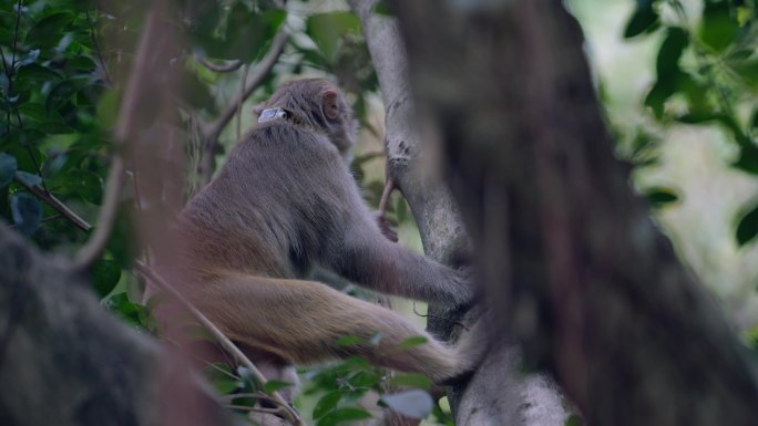 深圳塘朗山上的野猴子