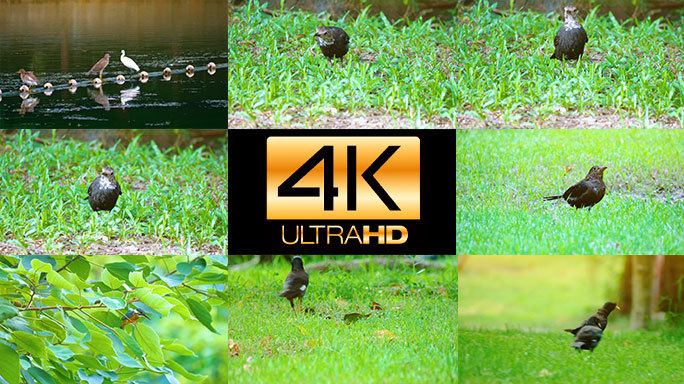 4K自然风光生态环境草地树林公园鸟类活动