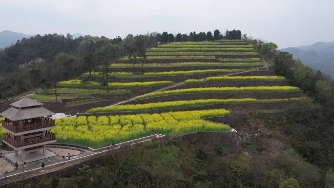 油菜花梯田阁楼