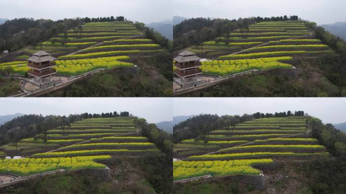 油菜花梯田阁楼