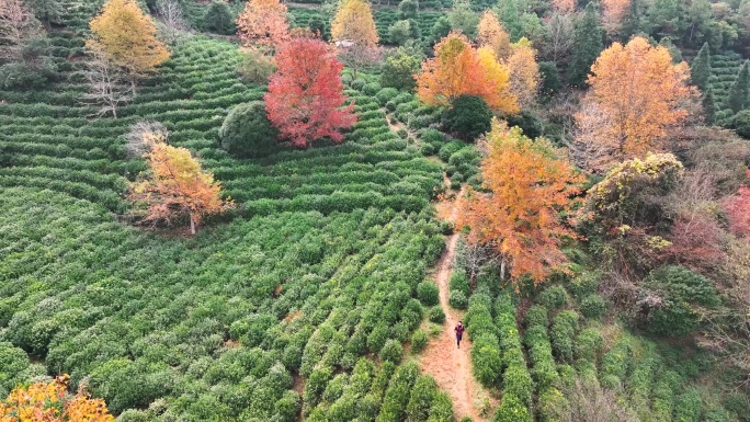 【4K无水印】航拍高山茶园秋色