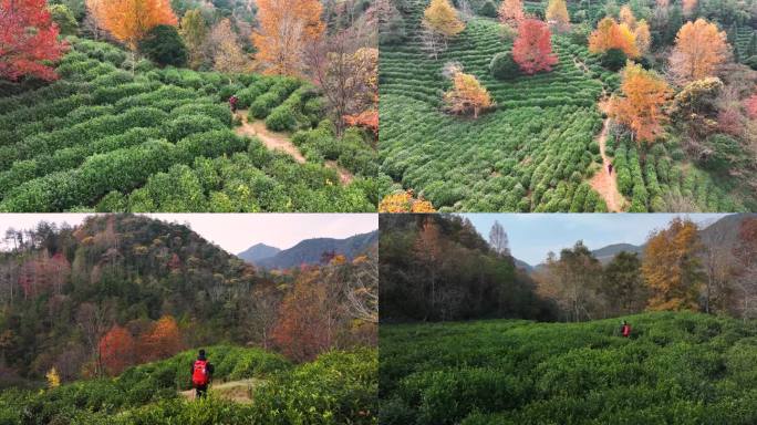 【4K无水印】航拍高山茶园秋色