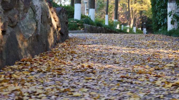 初冬时节金色银杏树叶