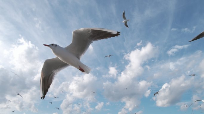 鸟海鸥大海飞鸟飞翔天空蓝天候鸟梦想海鸥鸟