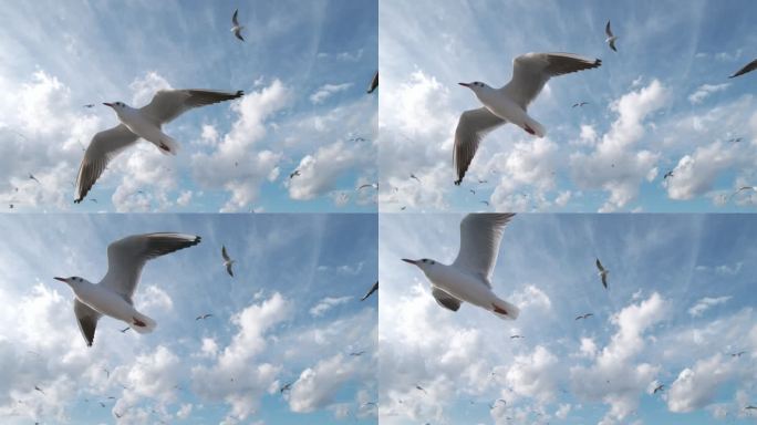 鸟海鸥大海飞鸟飞翔天空蓝天候鸟梦想海鸥鸟