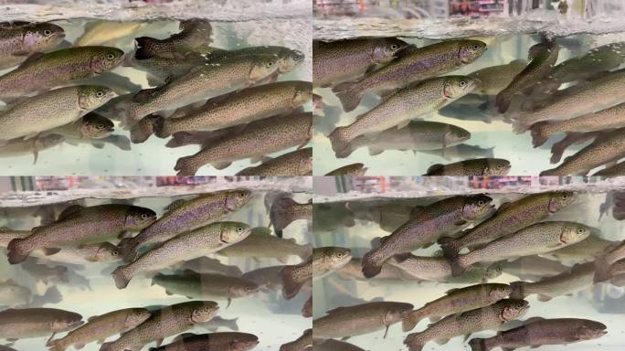 鱼市的虹鳟鱼售卖新鲜鱼类视频素材
