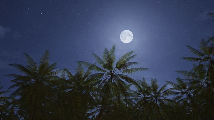 4k椰林月夜④