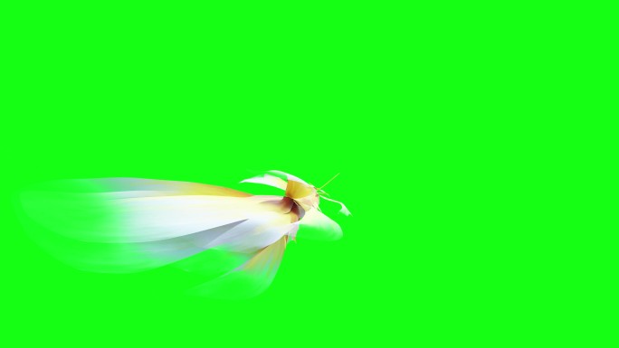 水下鱼游动4K绿屏视频动画素材