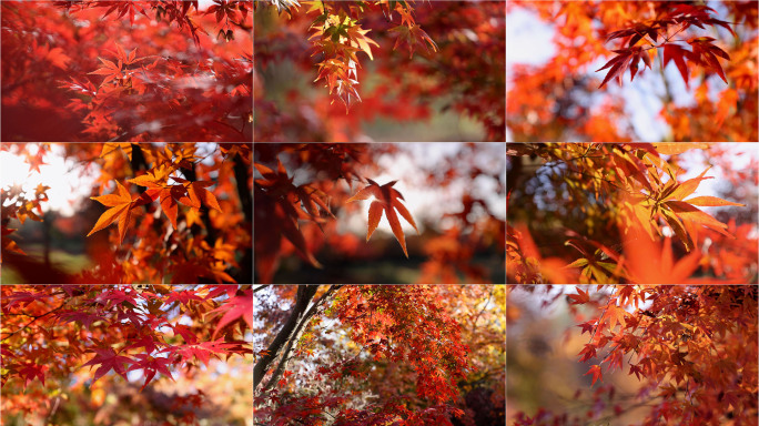 秋天景色秋季红枫枫叶红叶鸡爪枫秋风落叶