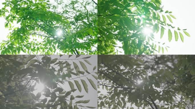 4K_空镜树叶逆光阳光缝隙