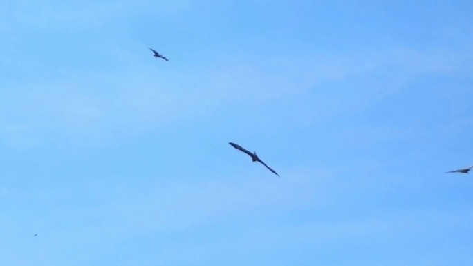 贱民鸢(Milvus migrans)在海岸上空翱翔