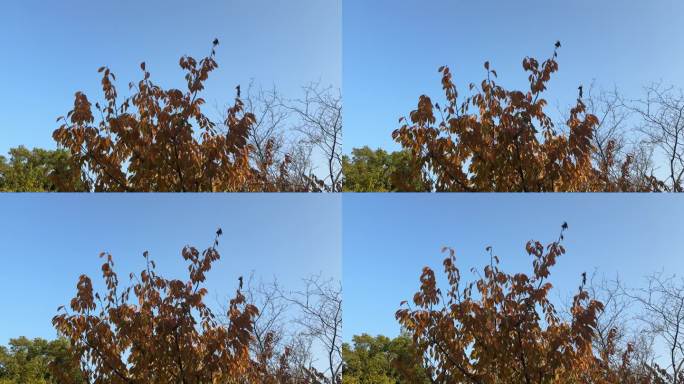 蓝天背景下飘动的秋天黄色树叶
