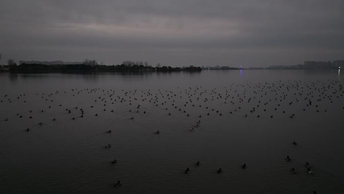 武汉江夏藏龙岛汤逊湖上南迁过冬的候鸟潜鸭