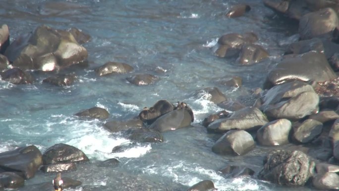 北海道知子半岛的河口，棕熊和虎头海雕的母亲和幼崽。