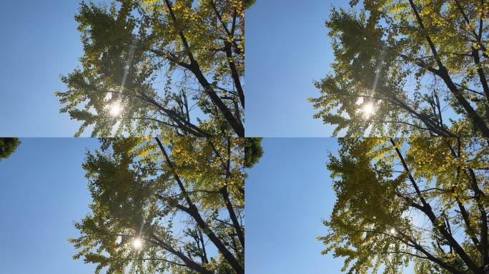 逆光空镜秋天银杏树叶