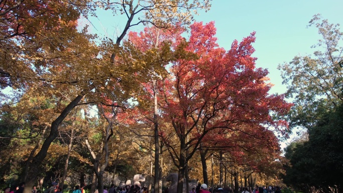 石象路古神道秋景