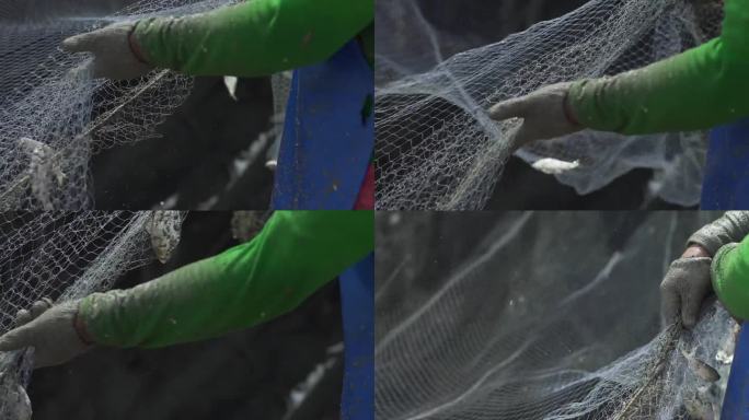 渔夫们正在摇动网，把鱼从网里放出来。