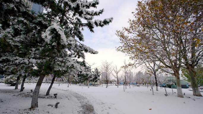 冬季雪天休闲广场公园植物树梢上的积雪