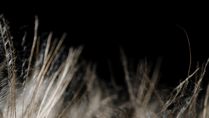 在黑色的背景下，摄像机沿着角羚种子蓬松的顶部滑动。微距镜头。
