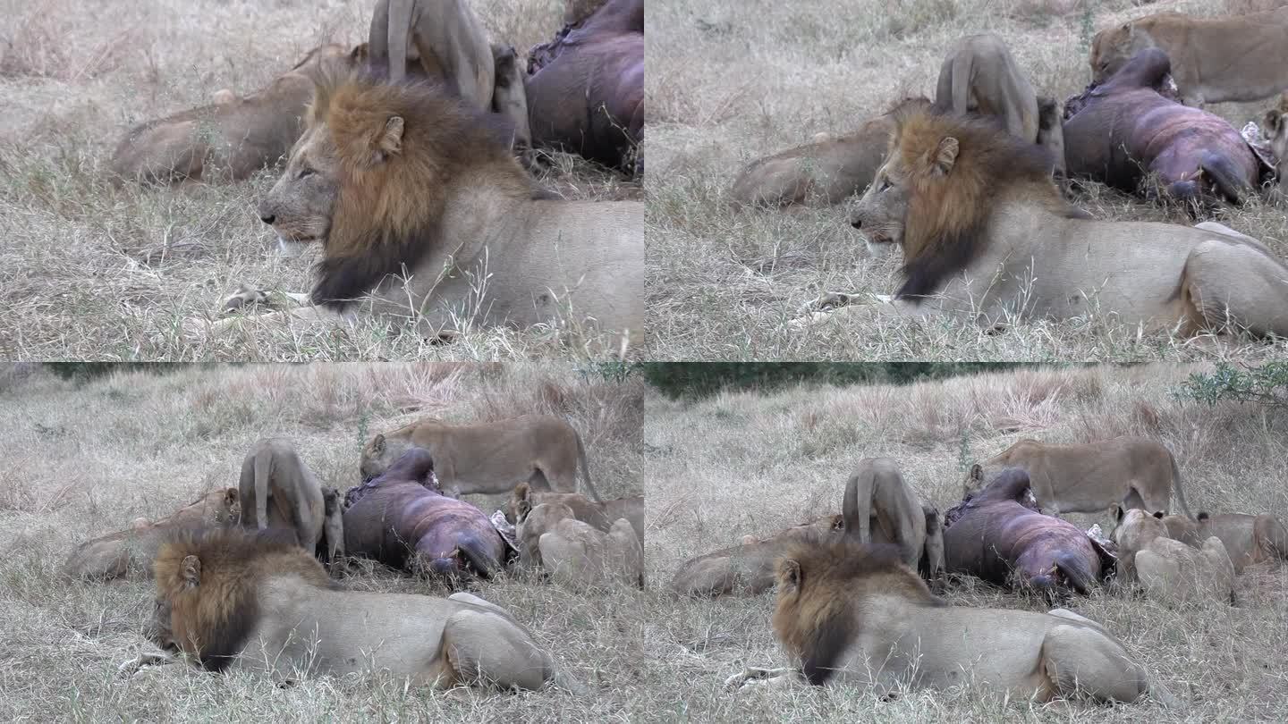 放大画面，一群狮子在草丛中吃河马的尸体
