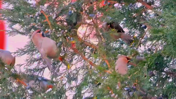 太平鸟群鸟抢食柏树柏树籽慢动作素材