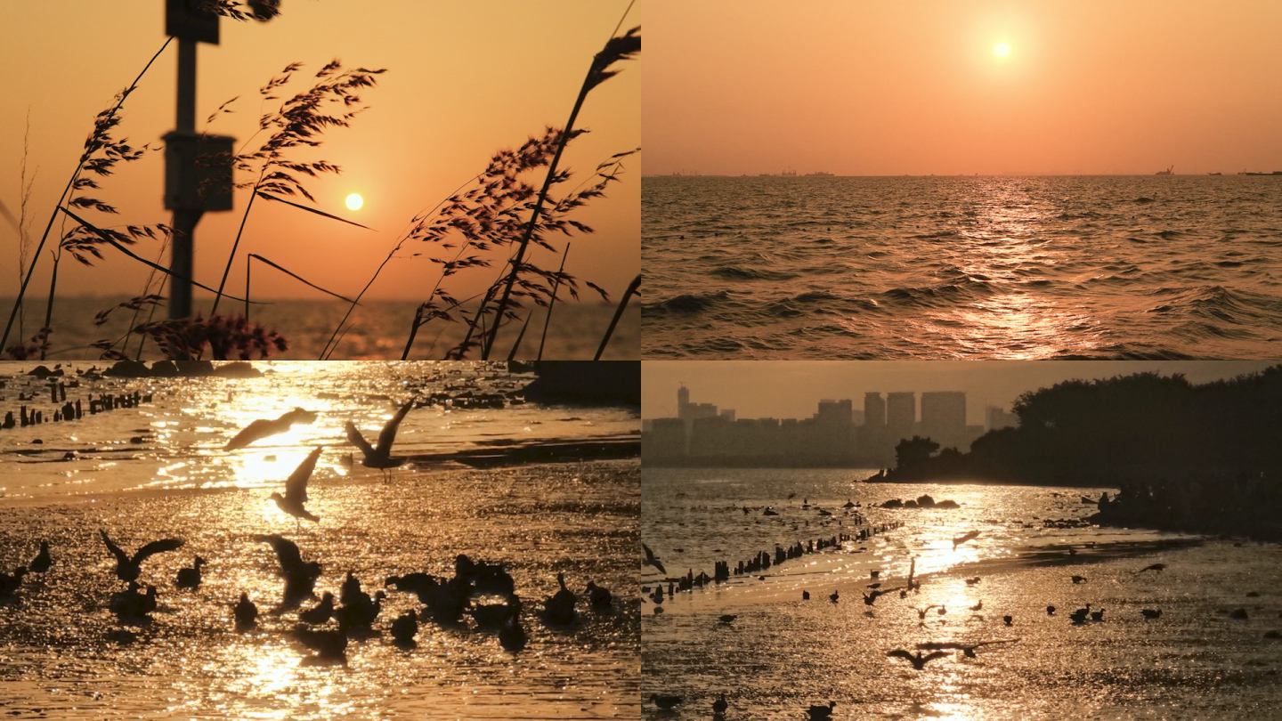 波光粼粼的海面和夕阳下的海鸥