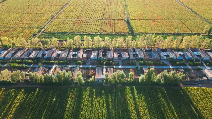 三北防护林 玉米制种基地 农田 村庄