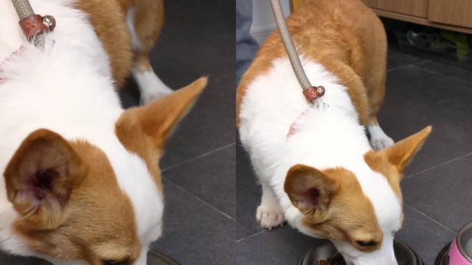 宠物柯基狗狗吃狗粮喝白开水4k实拍视频