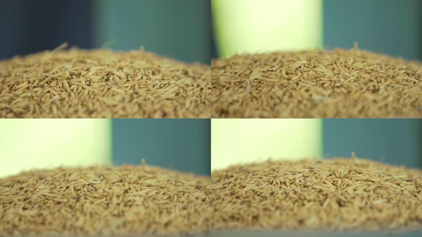 自动筛米机正在清洗稻谷