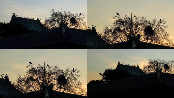 4K实拍月亮傍晚古建筑乌鸦喜鹊在树枝上