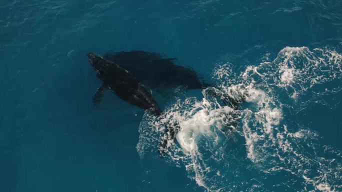 鲸鱼航拍跟拍