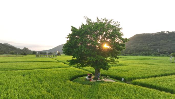 中国广东省广州市从化艾米稻香小镇