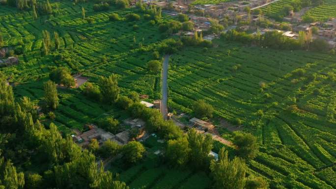 新疆吐鲁番葡萄沟景区