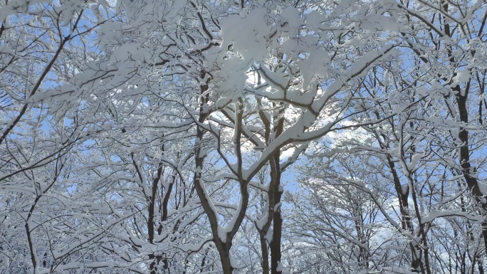 ⚝4K横屏⚝雪景雾凇蓝天白雪东北树挂