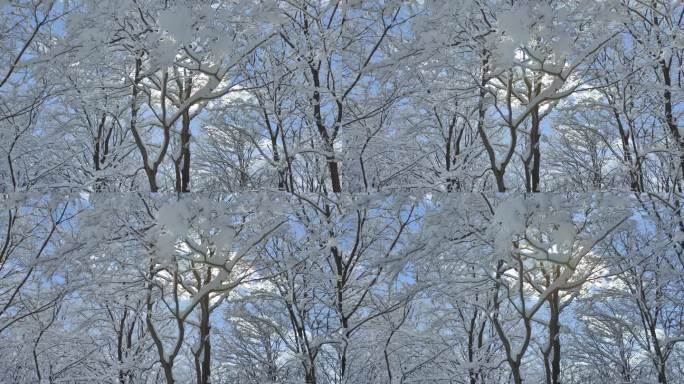 ⚝4K横屏⚝雪景雾凇蓝天白雪东北树挂
