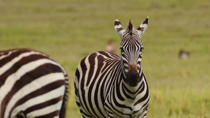 斑马在高大的草原上的大草原上的美丽镜头，肯尼亚马赛马拉国家保护区的非洲野生动物，马赛马拉的非洲野生动