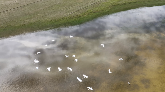 一群大雁在湿地上空飞翔